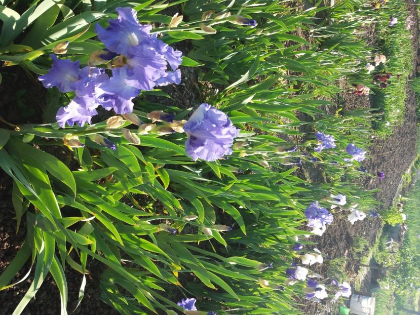  - Irisi infloriti in 2020