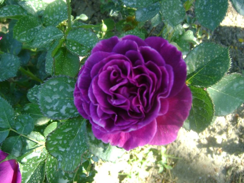  - Minerva floribunda -