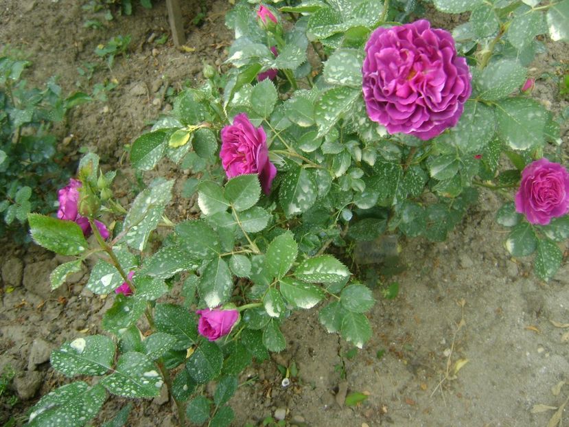  - Minerva floribunda -