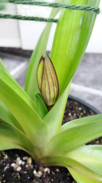 paphiopedilum "philippinense" - Orhidee_5_simpodiale fără pseudobulbi