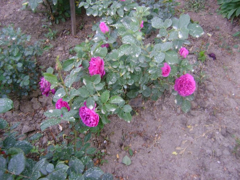  - Minerva floribunda -