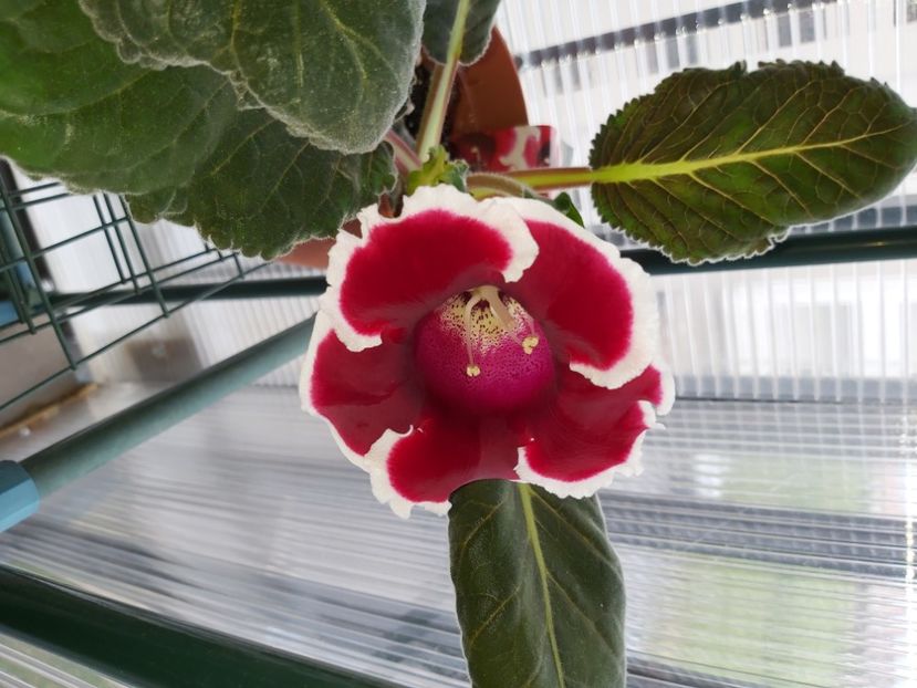  - Gloxinia