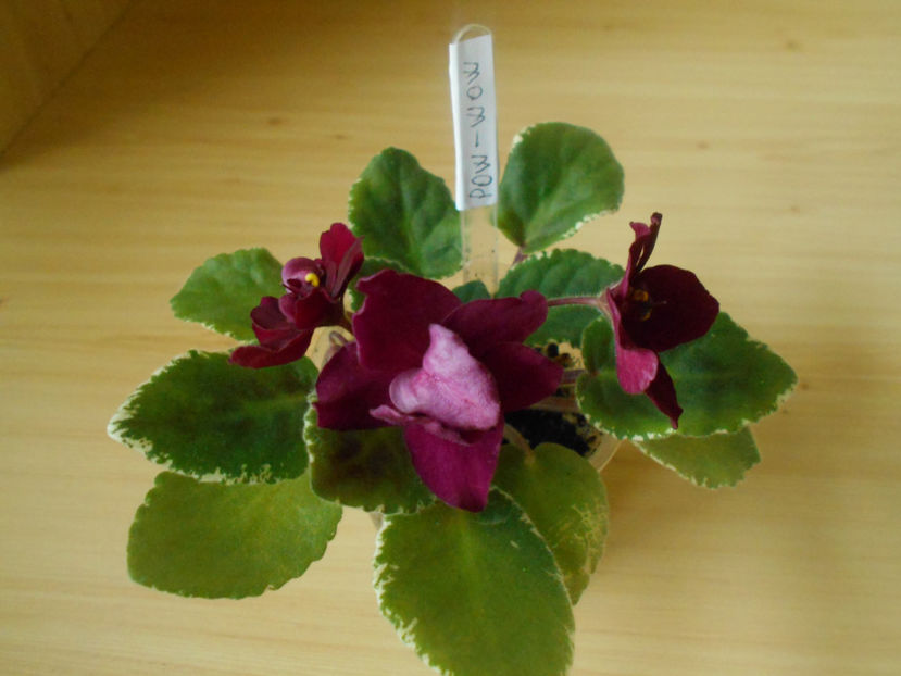 Pow Wow - 02___VIOLETE AFRICANE