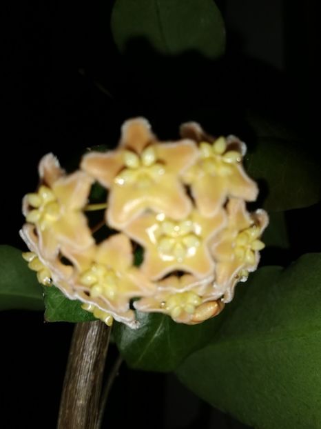  - Hoya ischnopus