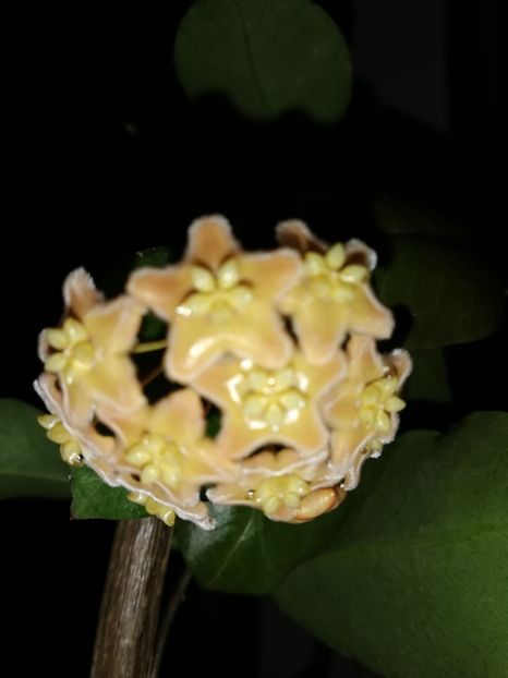  - Hoya ischnopus