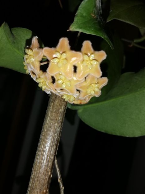  - Hoya ischnopus