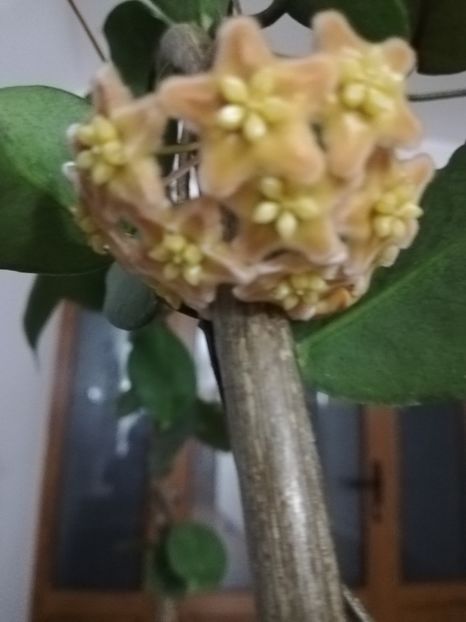  - Hoya ischnopus