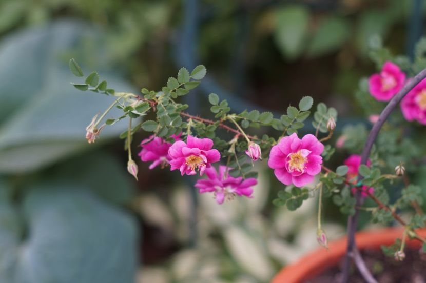  - MAI 2019- MAI 2020