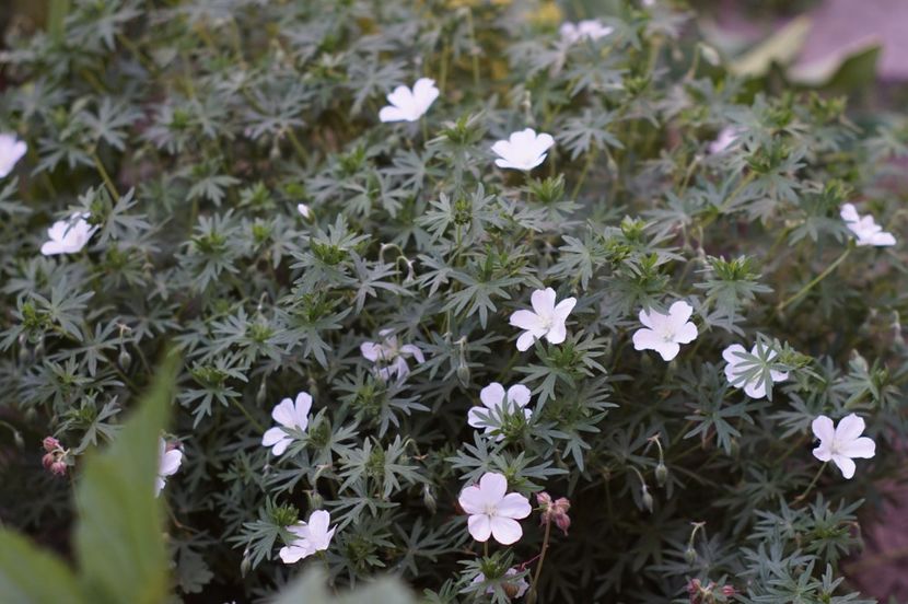  - MAI 2019- MAI 2020