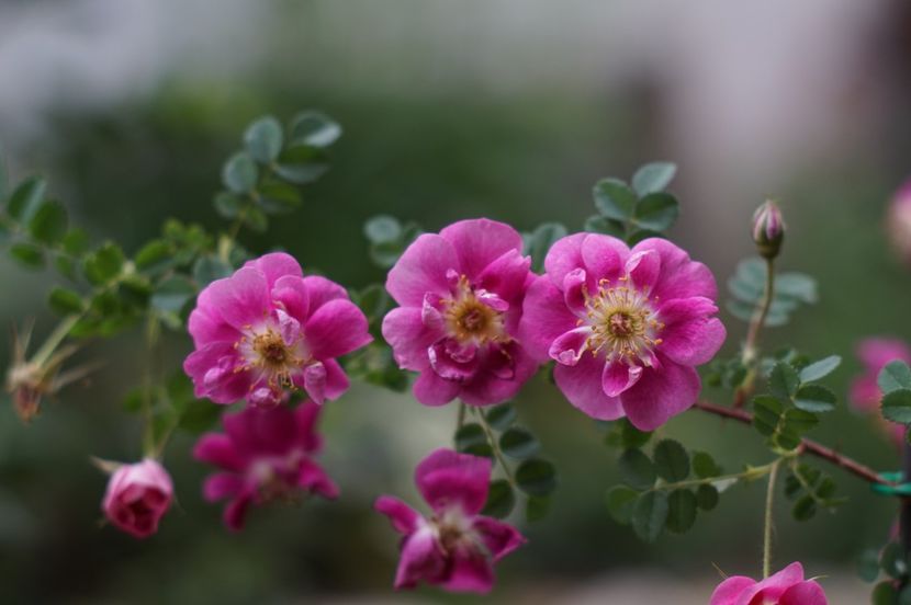  - MAI 2019- MAI 2020