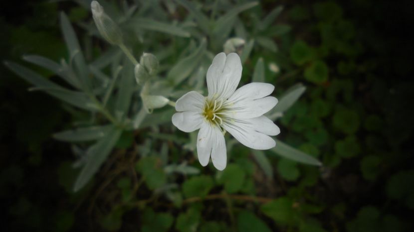 Cerastium - Culori 2020