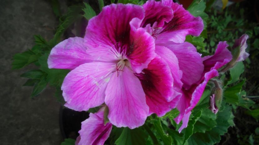 Din piata - Culori 2020