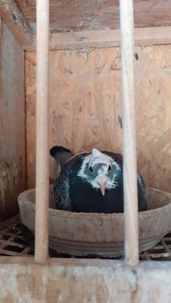 Jan Aarden Kuif F 2017 - xxx Pigeons