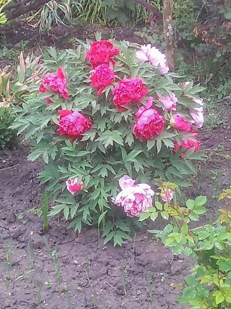 Pe o parte florile sunt roșu simplu și pe cealaltă parte alb cu rosu - Bujorii mamei