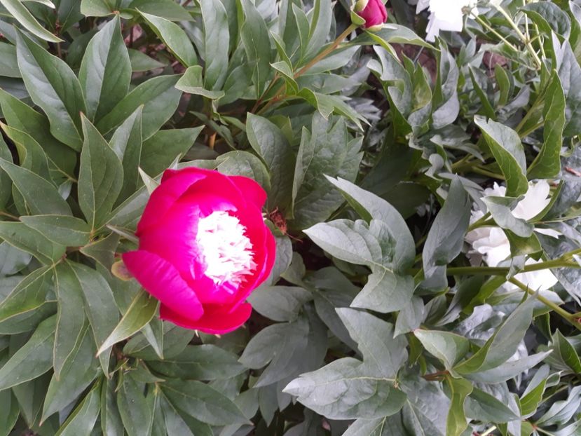 Bujor White Cap - 9-Bujori