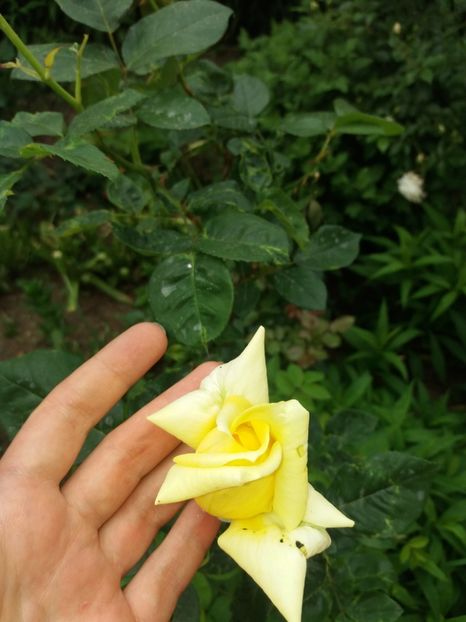  - Trandafiri 2020 G2