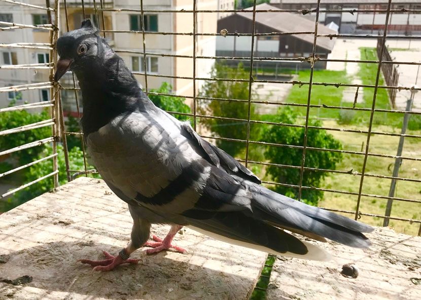 93822266-FD5A-4727-BF3A-FD6BF5555E57 - Pui Zburator Beograd