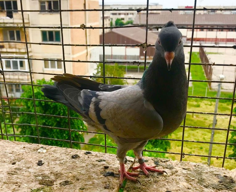 BB271ACD-DEB5-42C7-AD4F-D1B492C7A90E - Pui Zburator Beograd