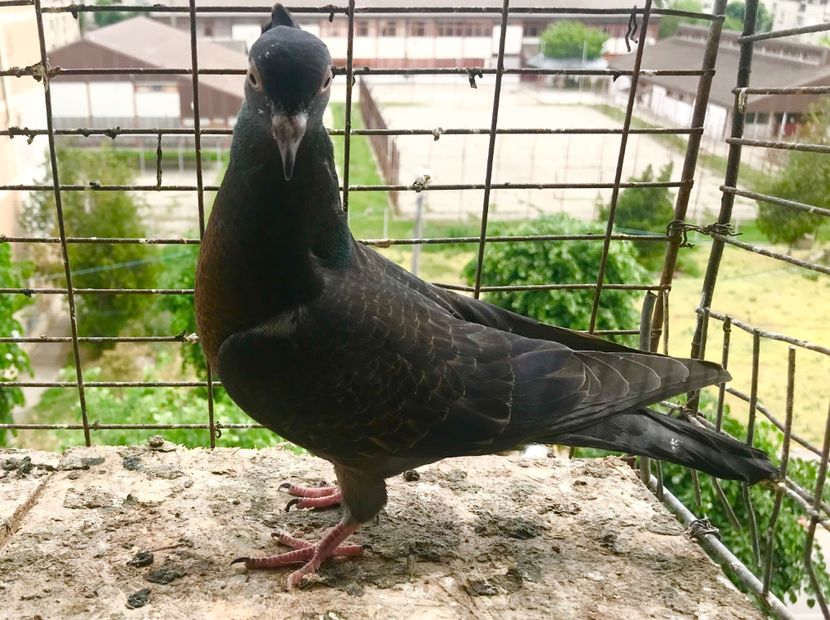 DE2D1D1D-8DE7-4B93-B562-2F72A305A1DC - Pui Zburator Beograd