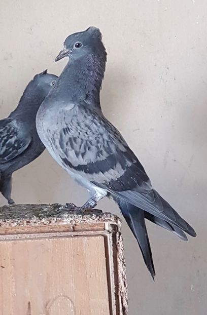 2E022127-337F-4E4C-8152-D41A29C00477 - Pui Zburator Beograd