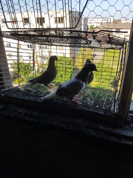 B19016D2-87F3-4B5A-967D-1EFBFF227D95 - Pui Zburator Beograd