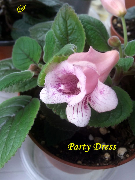 Party Dress(17-05-2020) - Sinningii 2020