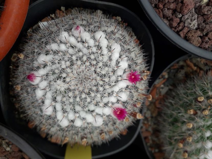 Mammillaria sp - Cactusi înfloriti 2020