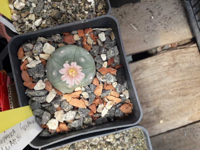 Lophophora williamsii - Cactusi înfloriti 2020