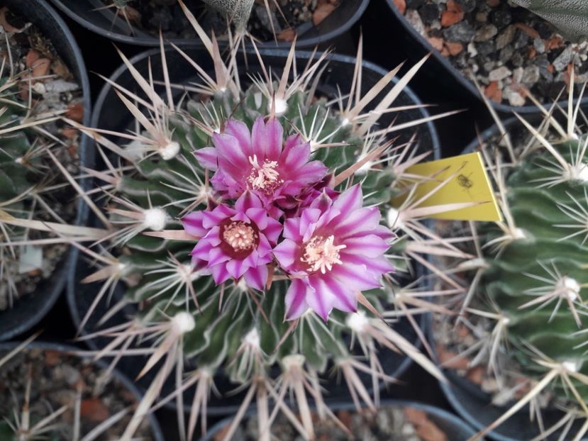 Echinofosulocactus violaciflorus - Cactusi înfloriti 2020