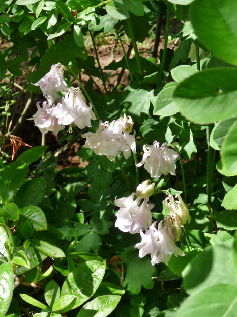  - 2020 - 01 - Primavara