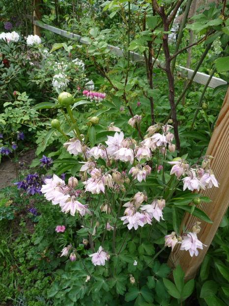  - 2020 - 01 - Primavara