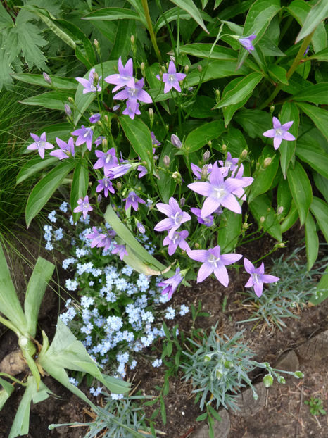  - 2020 - 01 - Primavara