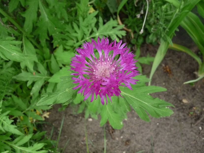  - 2020 - 01 - Primavara