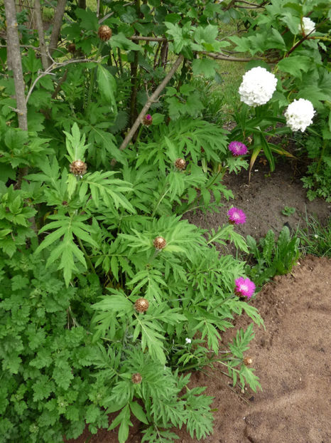  - 2020 - 01 - Primavara