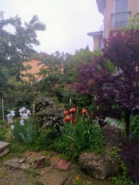  - Gradina mai 2020