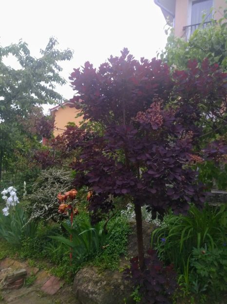  - Gradina mai 2020
