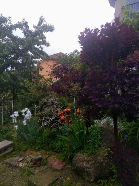  - Gradina mai 2020