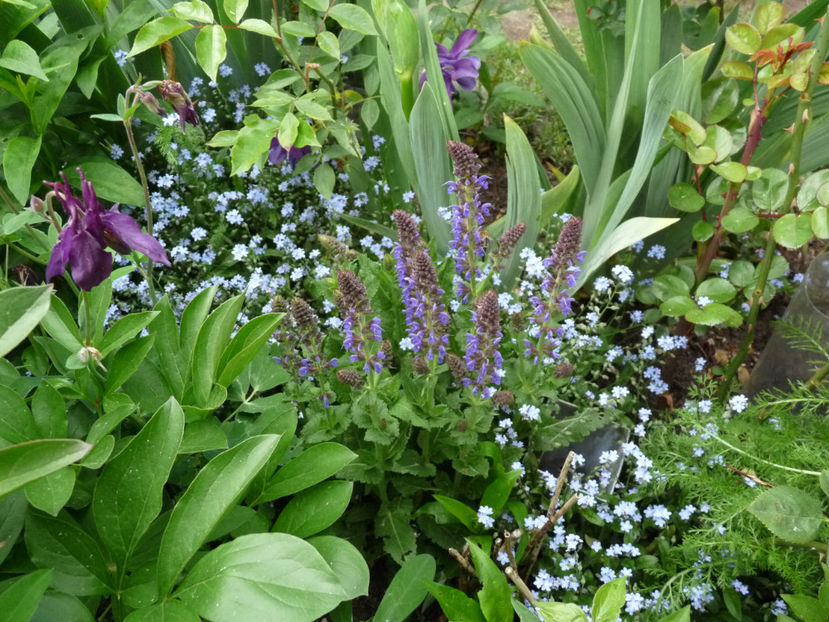  - 2020 - 01 - Primavara