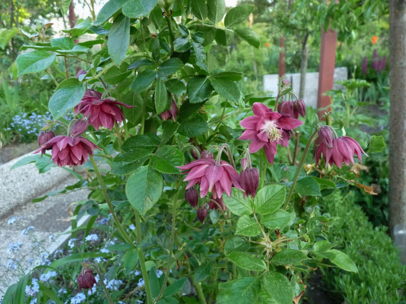  - 2020 - 01 - Primavara