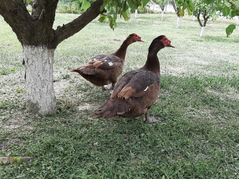  - Rațe leșești ciocolatii