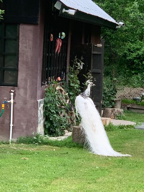 F94153B6-2025-4BD1-B05D-DA5D68975805 - Pauni