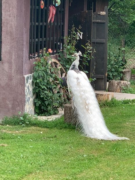 5ABD3A14-48A8-4373-82E0-A9D8356B0706 - Pauni