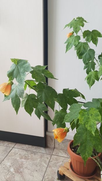  - Abutilon