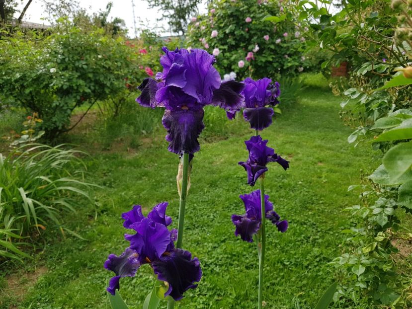  - 2020 Mai _Idilic Garden