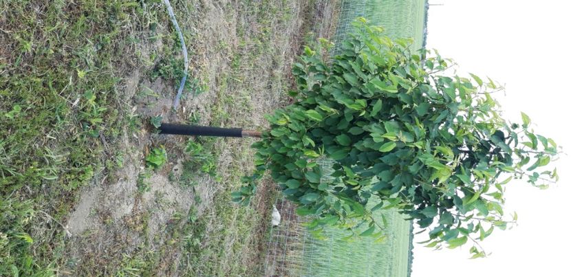  - Livada 1 anul III 2020