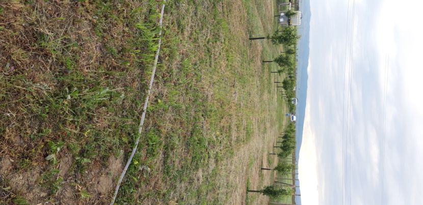  - Livada 1 anul III 2020