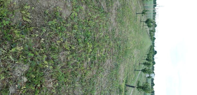  - Livada 1 anul III 2020