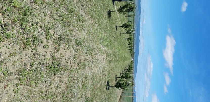  - Livada 1 anul III 2020