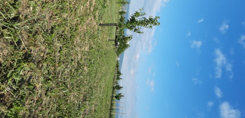  - Livada 1 anul III 2020