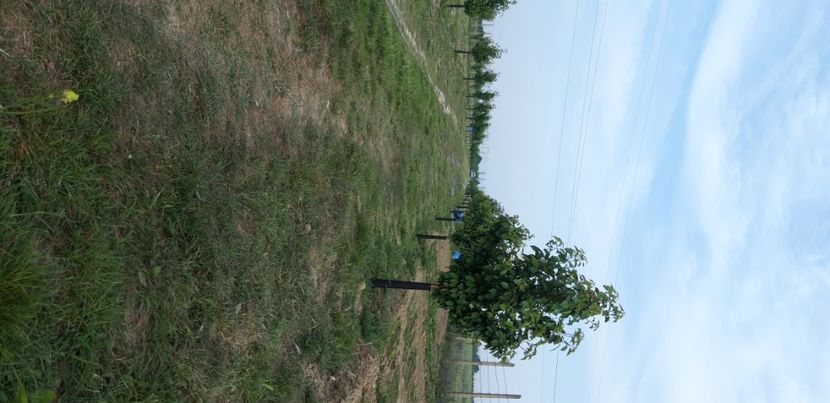  - Livada 1 anul III 2020